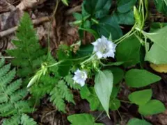 ツルリンドウ　蔓竜胆　1株　山野草　りんどう　竜胆　山野草　希少種　野生種