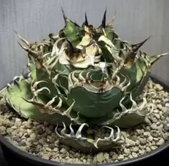 【親株】アガベ 禿鷲　ハゲワシ　育成株 アガベ チタノタ ハゲワシ | HARENOHI-PLANTS