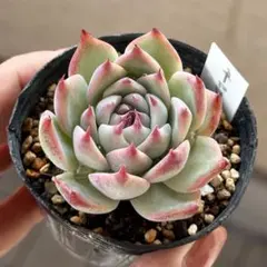 多肉植物 スティルハート - メルカリ