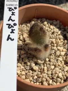 メルカリ便発送&ロウルサンコさんラベル付き☆多肉植物ホリダ関上ホワイトマジョール 2025年最新】ロウルサンコの人気アイテム - メルカリ