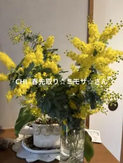 CHI -春先取り☆ミモザ☆さん ミモザの花束