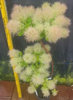 SFスモークツリー緑花接木全長100cm7号鉢物大苗グリーンファー SFスモークツリー緑花接木全長100cm7号鉢物大苗グリーンファー - メルカリ