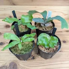 期間限定出品】胞子培養株8株セット/ビカクシダ - メルカリ
