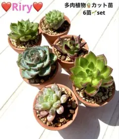 ❤️多肉植物　カット苗　6苗set❤️土20グラムおつけします