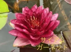 akairingo様 リクエスト 3点 まとめ商品