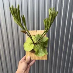 ユ*リ様 ビカクシダ リドレイ 板付け C-07 Platycerium Rid - メルカリ