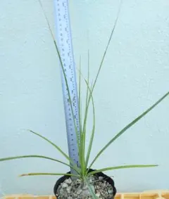 2026年最新】ボーカルネアグラキリスの人気アイテム - メルカリ