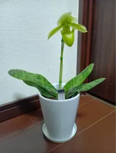 2026年最新】パフィオ ペディラムの人気アイテム - メルカリ