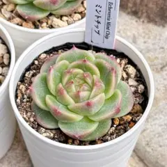 ˚*.☆375☆.*˚様 リクエスト 6点 まとめ商品