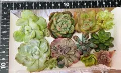 多肉植物　エケベリア　韓国苗　カット苗　寄せ植えセット　詰め合わせ　ワンコイン