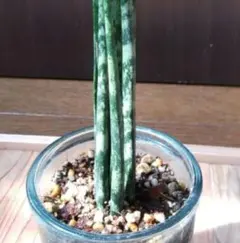 きいちゃん様 リクエスト 2点 まとめ商品