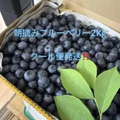 ブルーベリー1.5kg ×3箱クール便 ブルーベリー1.5kg クール便3箱 - メルカリ