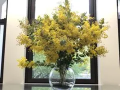 2026年 ミモザ　パールアカシア　開花状況