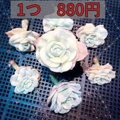 多肉植物　ラブリーローズ錦　エケベリア属