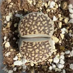 専用❤️ヤマト付き同梱-350円リトープス　寿麗玉 鉢のまま リトープス 寿麗玉 鉢のまま - メルカリ