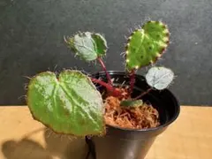 2026年最新】メラノブラータの人気アイテム - メルカリ