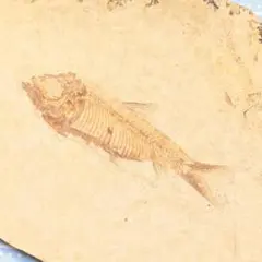 Item thumbnail for item bd13a5e8-4c7a-4d8c-9052-04e09121721b