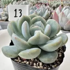 67♥七福神♥ 根あり 抜き苗 多肉植物 - メルカリ