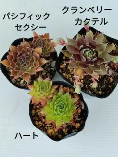 【ハート＆P.セクシー＆クランベリーカクテル】抜き苗　センペルビウム　多肉植物のサムネイル