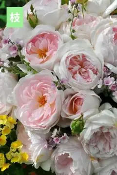 バラ挿し穂(うさこ様確認用) How to check if a rose has rooted during cuttings and how to