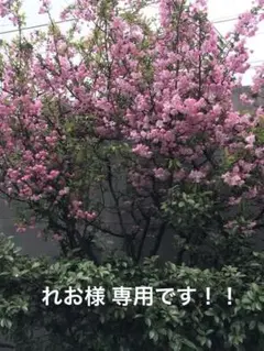 専用！！