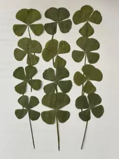 押し花素材パック　四つ葉のクローバー（大）12個入 No1075