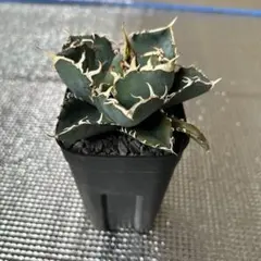 スーパーチタノタ 発根子株一つ a*。様 スーパーチタノタ 未発根子株一つ。