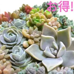 多肉植物 いっぱい!! カット苗 寄せ植え お得な詰め合わせ セダム系 ③