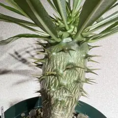 2025年最新】アンボンゲンセの人気アイテム - メルカリ