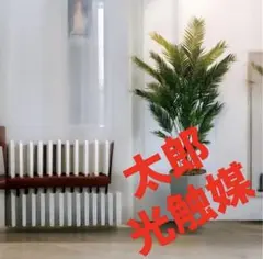 知立駅での引き渡しで大幅値引き】大型フェイクグリーン アレカヤシ 2m 
