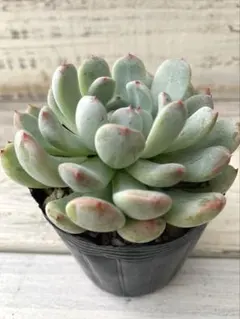 ぷうみん＊オーダー停止(*ᴗ ᴗ)⁾⁾様 リクエスト 2点 まとめ商品