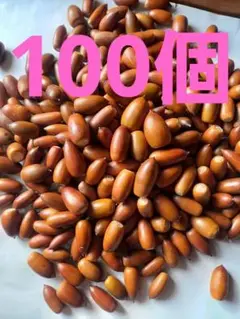 どんぐり　マテバシイ　100個