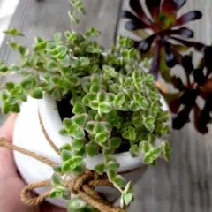 多肉植物 アエオニウム 黒法師 リトルミッシー 抜き苗セット