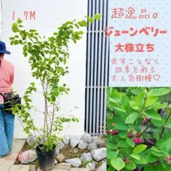 超逸品。ジューンベリー大株立ち1.5M(鉢底から)品番B☆実つきよし 超逸品。ジューンベリー大株立ち1.5M(鉢底から)品番B☆実つきよし