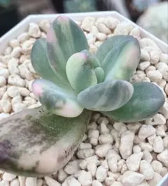 2025年最新】紫麗殿の人気アイテム - メルカリ