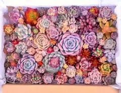 ☆感謝☆大満足！⑬たっぷりバラエティー韓国苗入り多肉植物カット苗セット