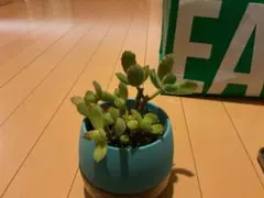青い鉢の多肉植物　カット苗　3つ　買う際はコメントへ　抜き苗
