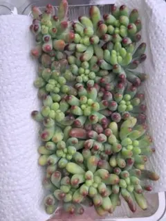 なつみ様 リクエスト 2点 まとめ商品