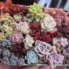 エケベリアセダム詰め合わせ　多品種　根付き有り　カット苗