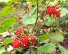 甘い野いちご 抜き苗二株