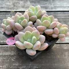 NEW❗️482多肉植物　エケベリア　ラクジン　抜き苗　寄せ植え　4苗セット❣️