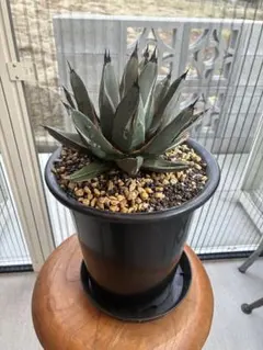 2025年最新】アガベニッケルシーの人気アイテム - メルカリ