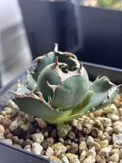 2025年最新】アガベ 白鯨 ボールの人気アイテム - メルカリ