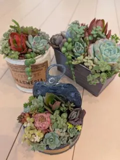 tanto.8130様専用　そのまま飾れる多肉植物の寄せ植えセット