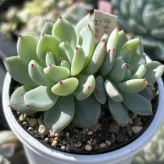 ai0804様 リクエスト 2点 まとめ商品