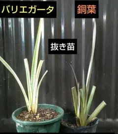 最強特価ブラヘアアルマータ☆2年目を3本おまかせ発送 - メルカリ