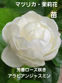 2026年最新】バラ咲きジャスミンの人気アイテム - メルカリ