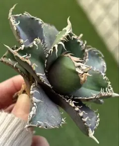 ちらん様 リクエスト 3点 まとめ商品