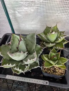 2026年最新】イラン株 アガベの人気アイテム - メルカリ