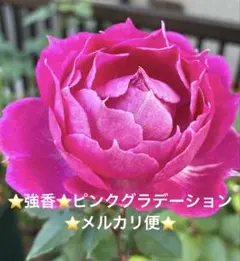 2026年最新】和バラの人気アイテム - メルカリ